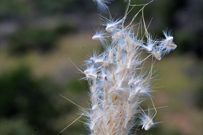 Thurber's Desertpeony fruits are called cypsela. Note the bristly bright white pappi hairs on top of the achenes in the photo. Acourtia thurberi 